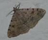 Metachrostis velox